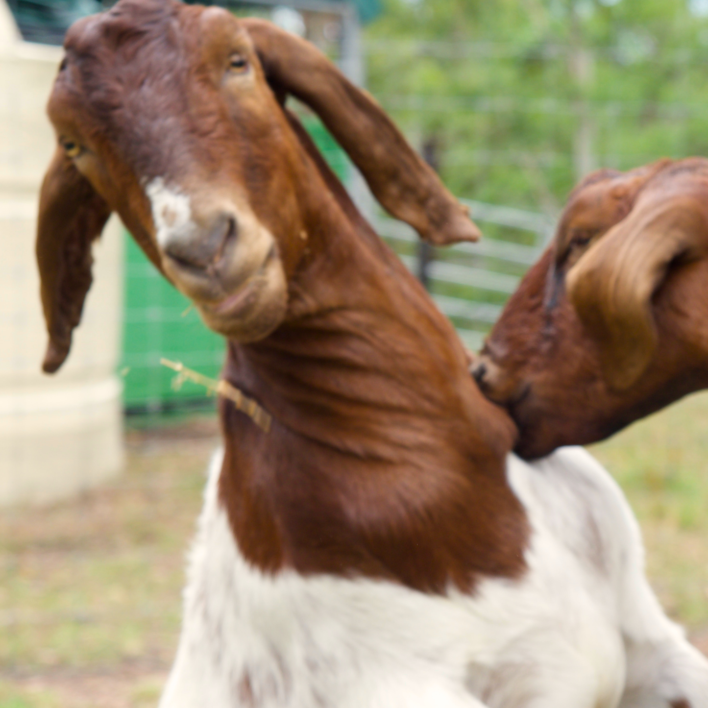 Sponsor Bobby the Goat