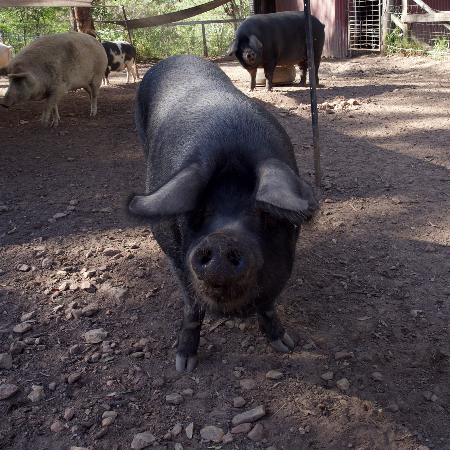 Sponsor Bennu the Pig