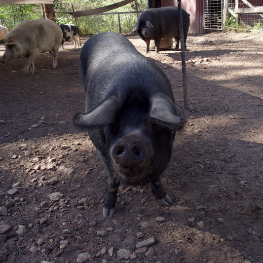 Sponsor Bennu the Pig