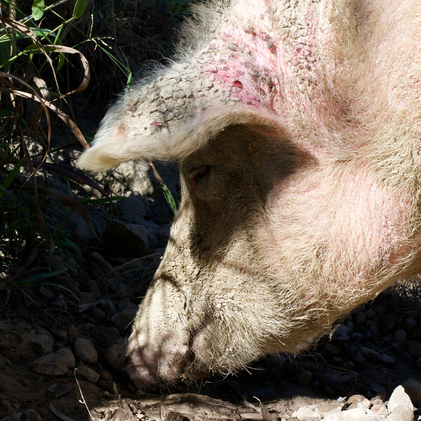Sponsor Celeste the Pig