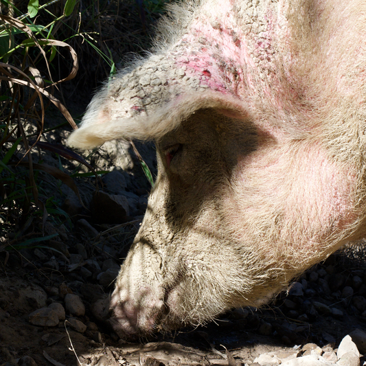 Sponsor Celeste the Pig