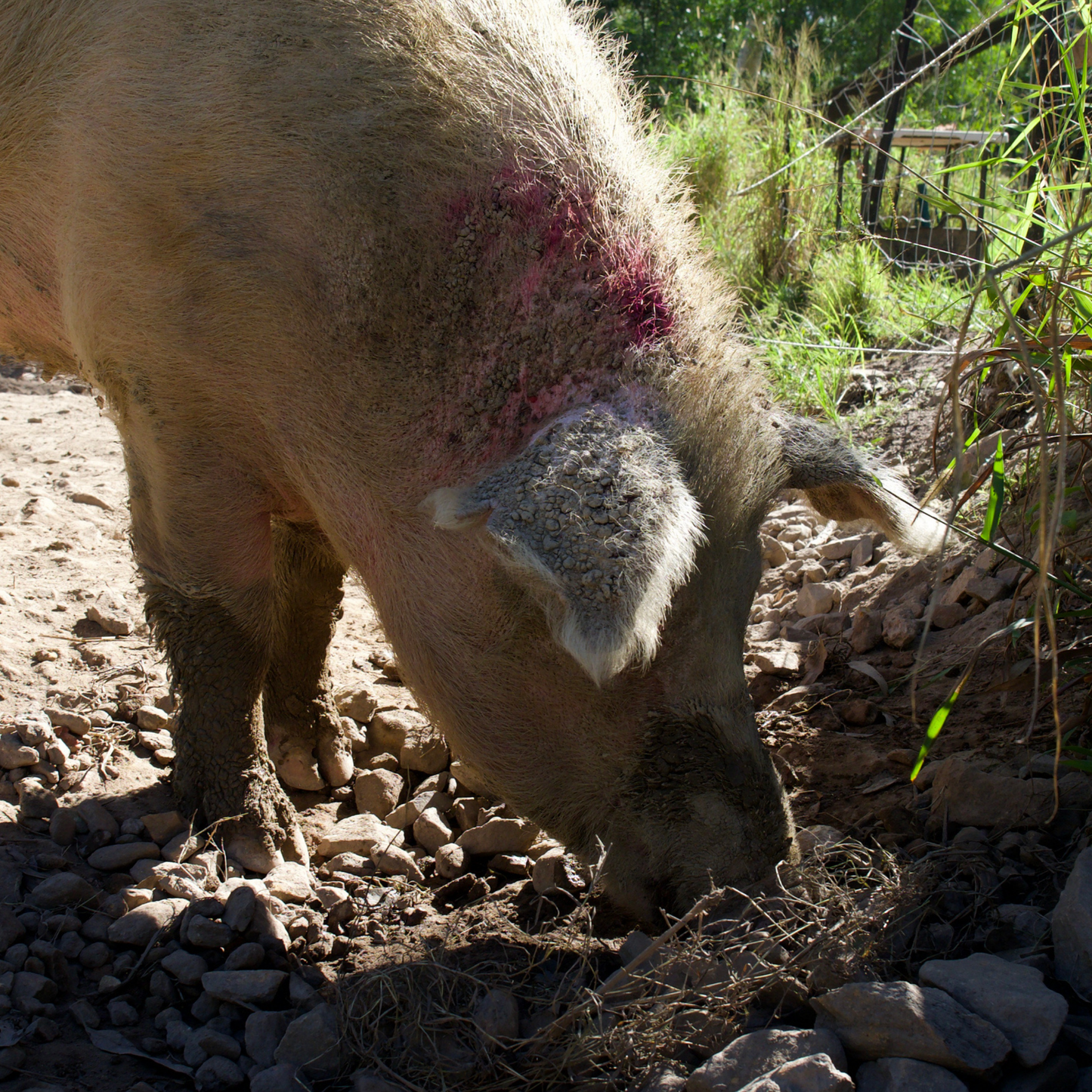 Sponsor Celeste the Pig