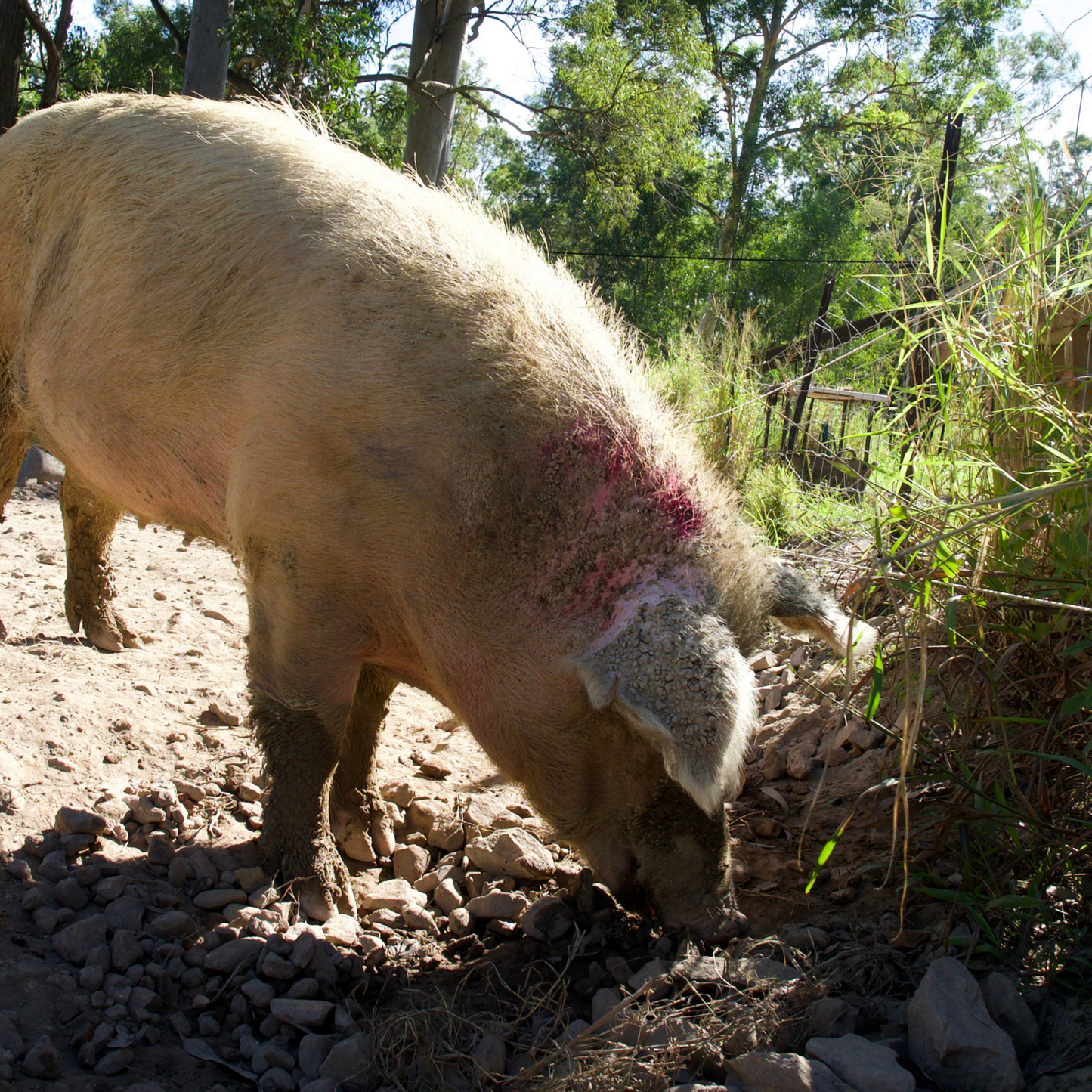 Sponsor Celeste the Pig
