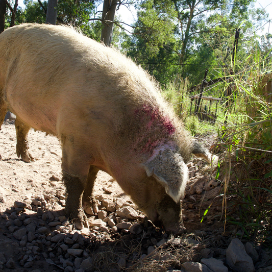 Sponsor Celeste the Pig