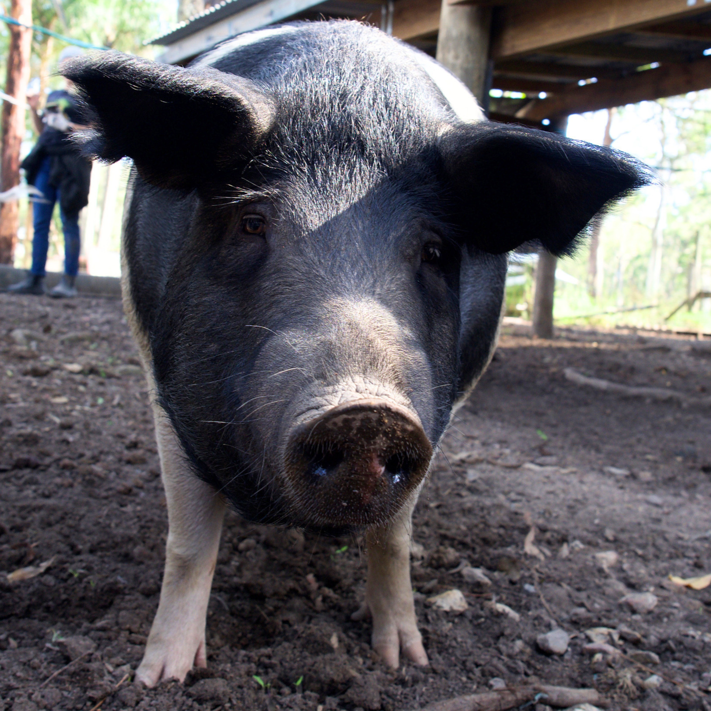 Sponsor Charlie the Pig