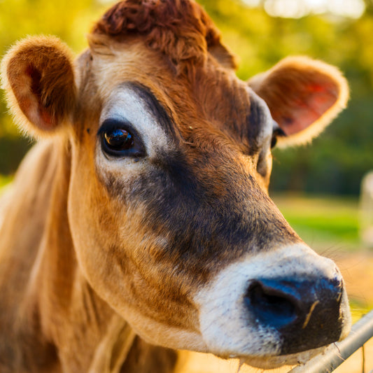 Sponsor Fifi the Cow