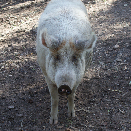 Sponsor Gracie the Pig
