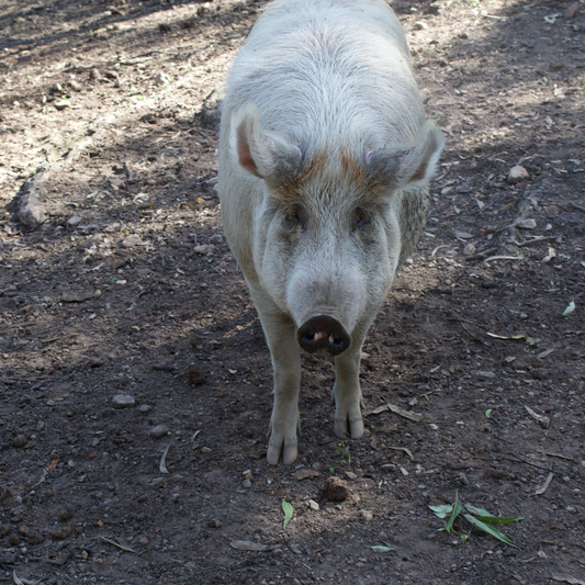 Sponsor Gracie the Pig