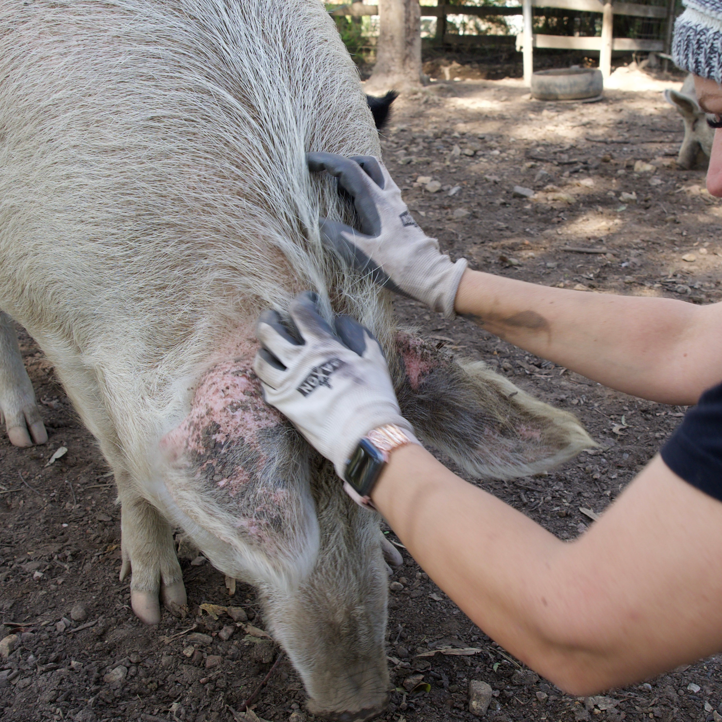 Sponsor Gracie the Pig