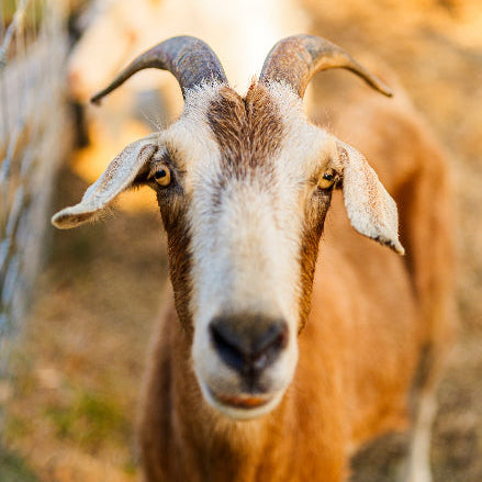 Sponsor Harry the Goat