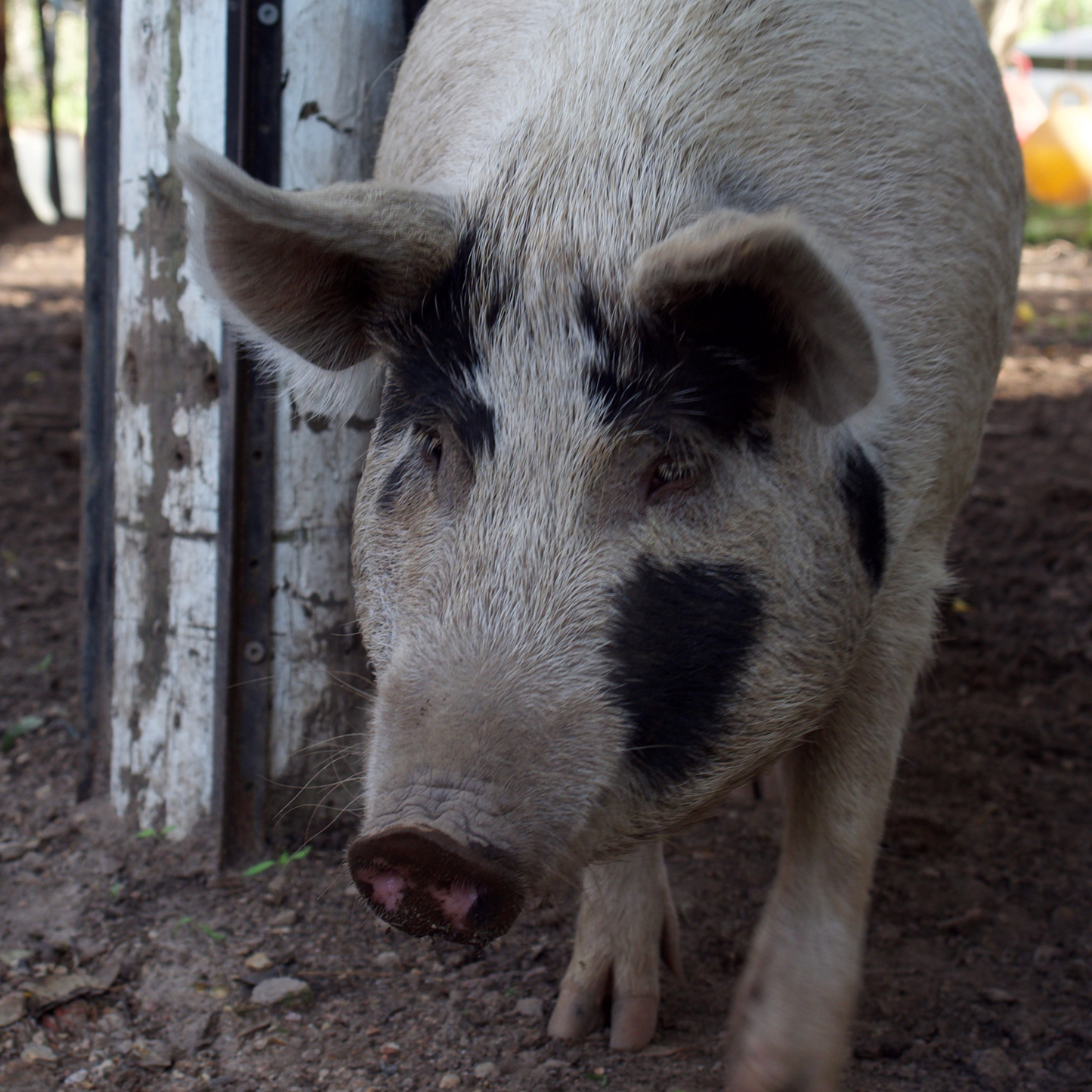 Sponsor Hope the Pig