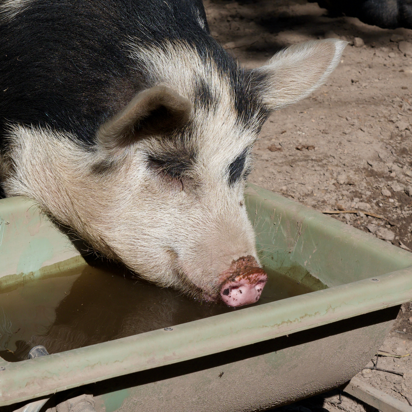 Sponsor Hope the Pig