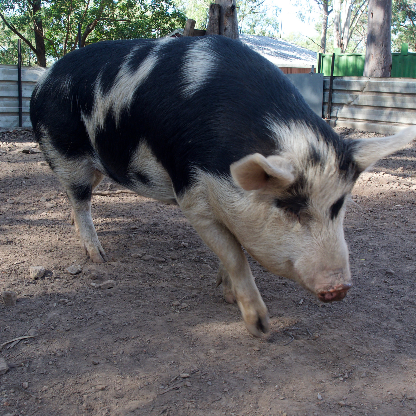 Sponsor Hope the Pig