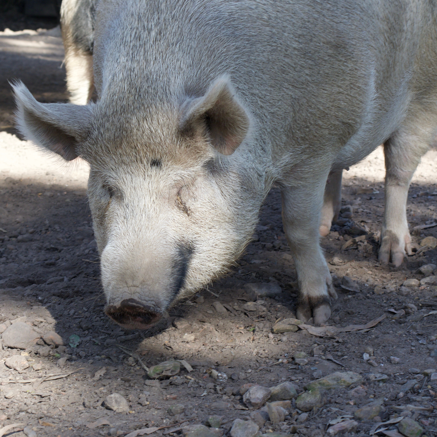 Sponsor Indy the Pig