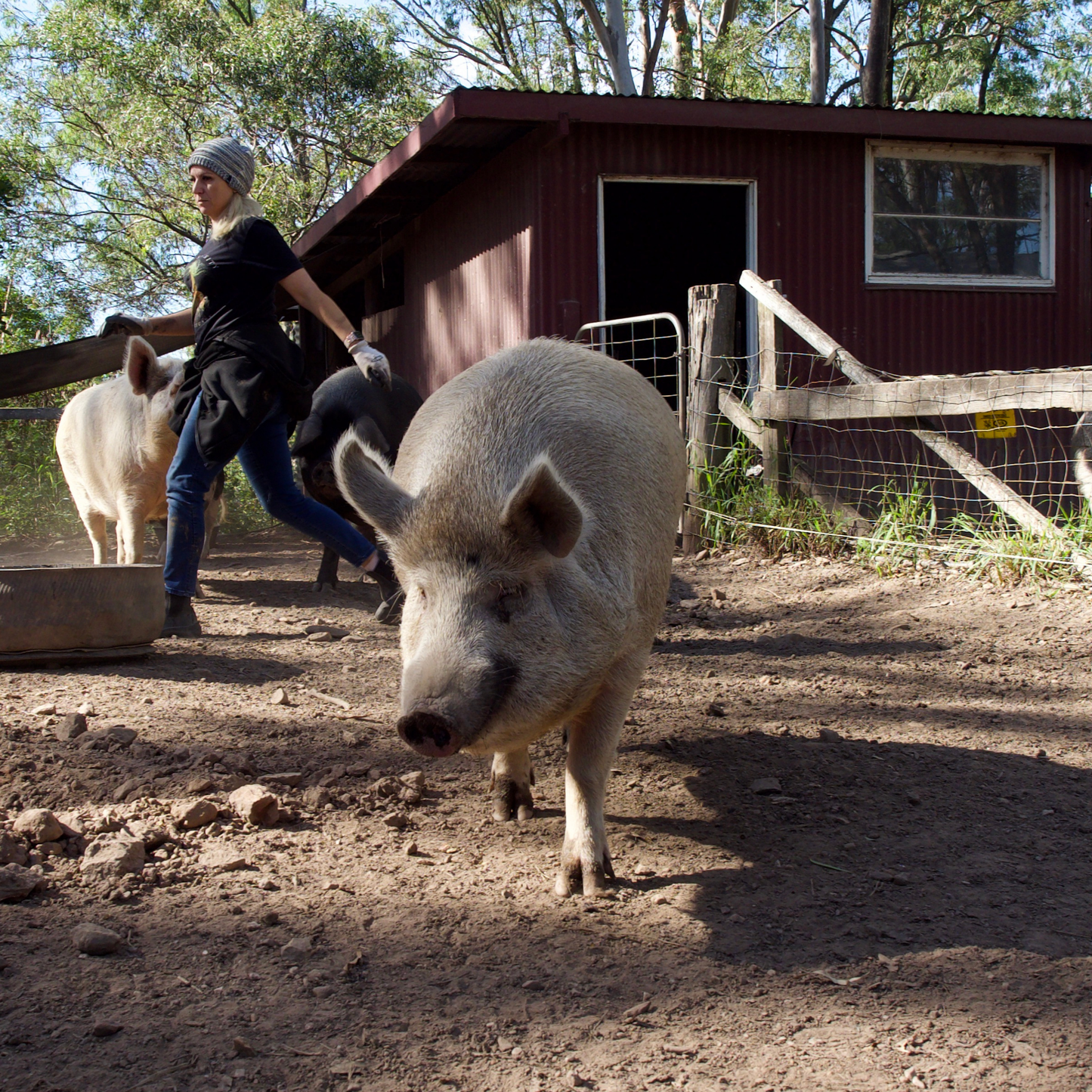 Sponsor Indy the Pig