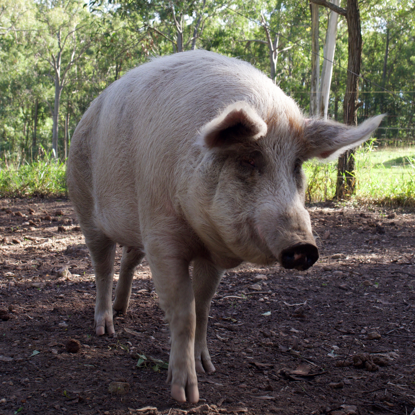 Sponsor Indy the Pig