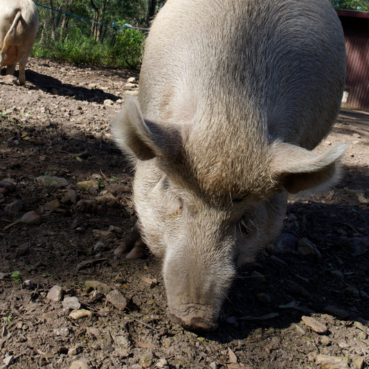 Sponsor Indy the Pig