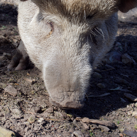 Sponsor Indy the Pig