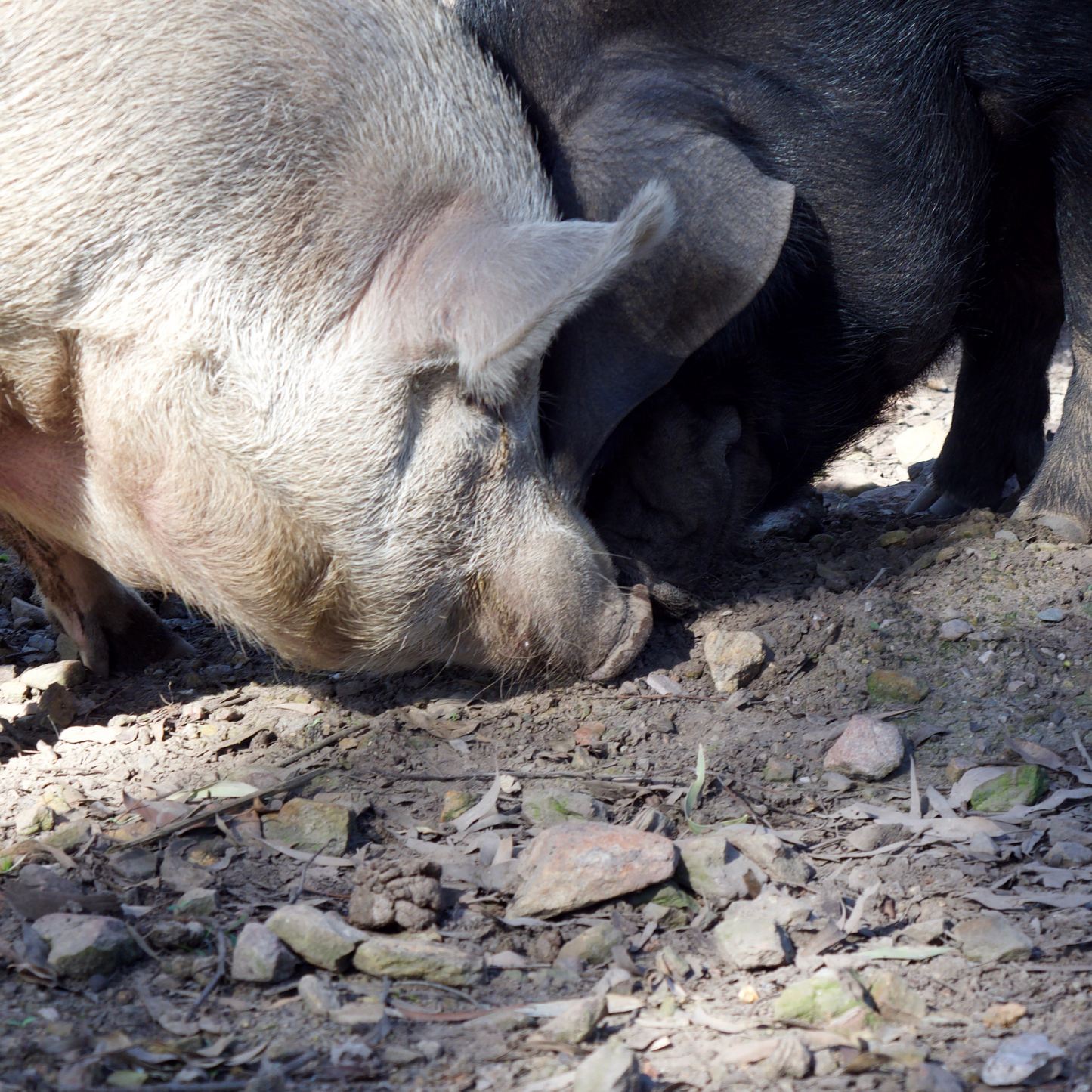 Sponsor Indy the Pig