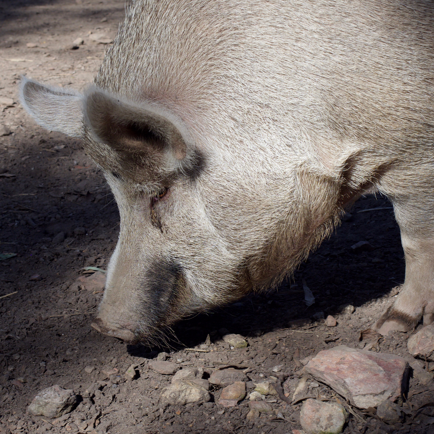 Sponsor Indy the Pig