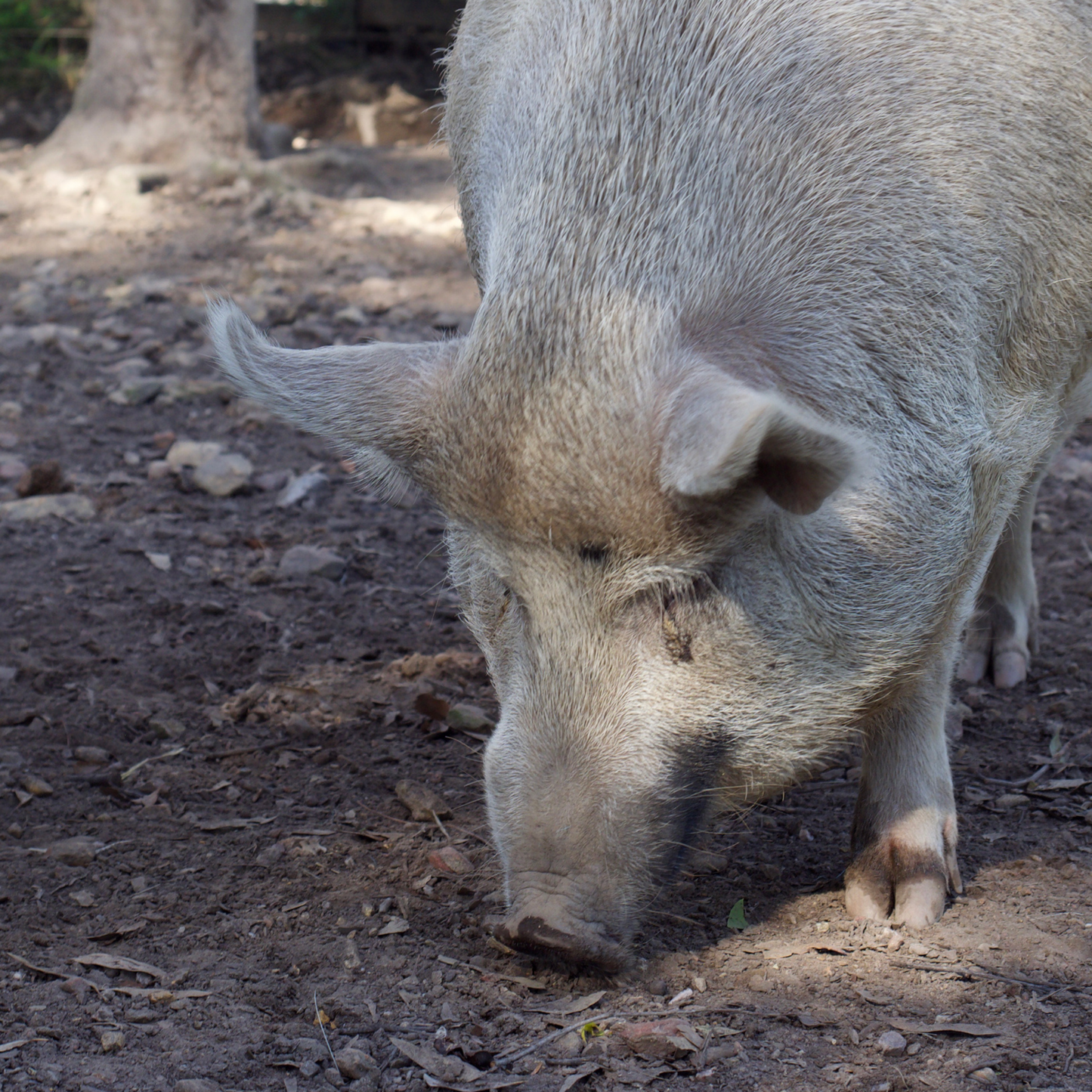 Sponsor Indy the Pig