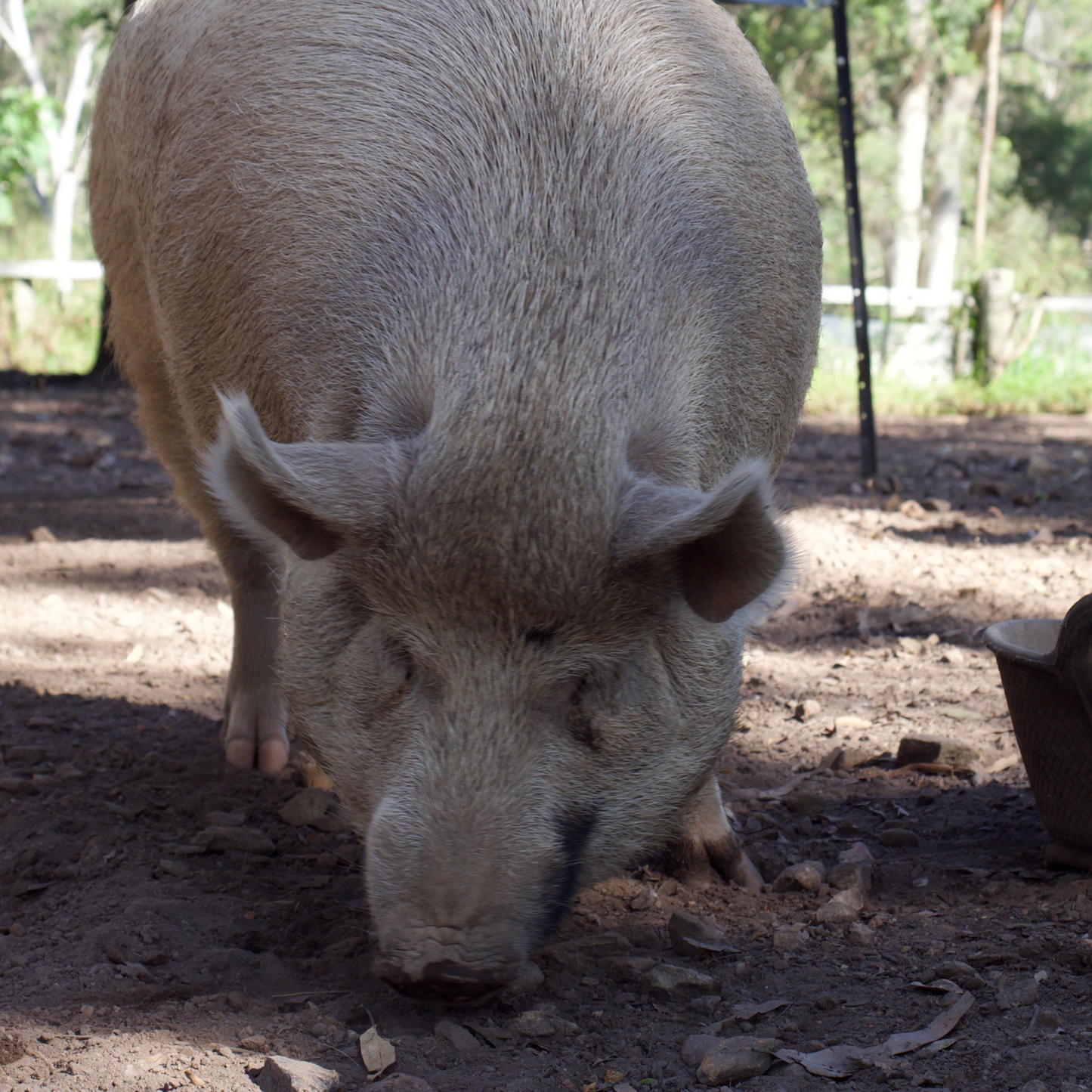 Sponsor Indy the Pig