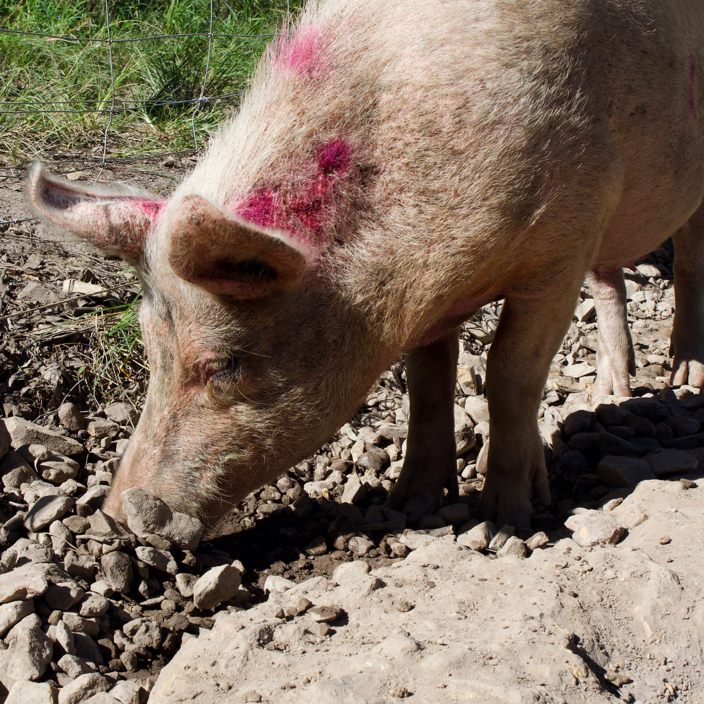 Sponsor Ivy the Pig