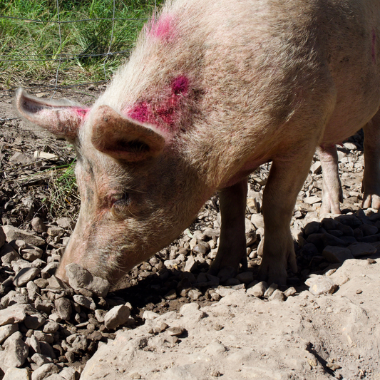 Sponsor Ivy the Pig