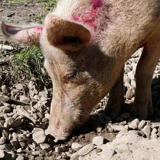 Sponsor Ivy the Pig