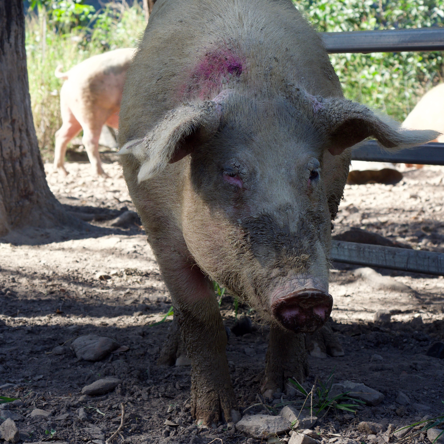 Sponsor Jessie the Pig