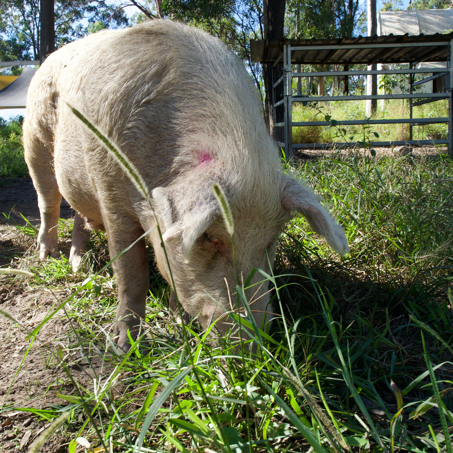 Sponsor Jessie the Pig