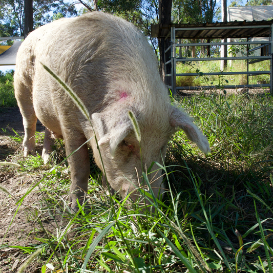 Sponsor Jessie the Pig