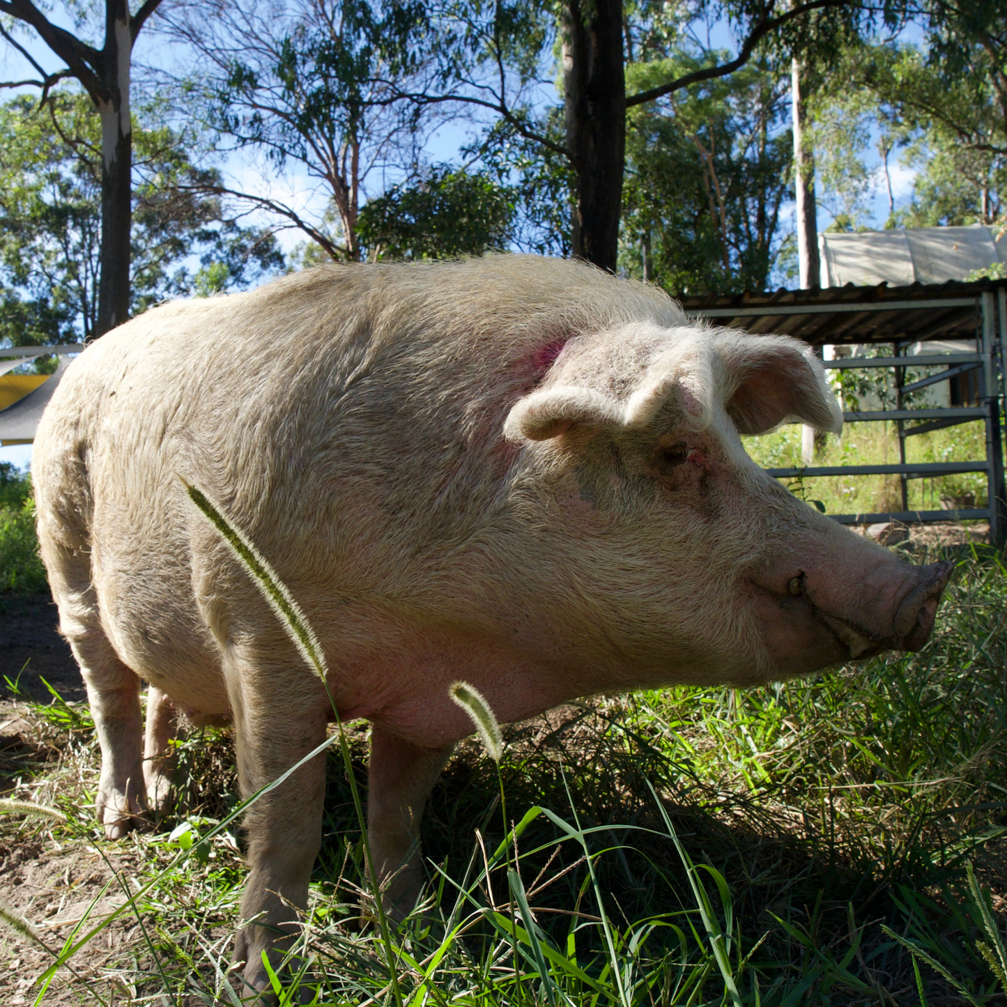 Sponsor Jessie the Pig