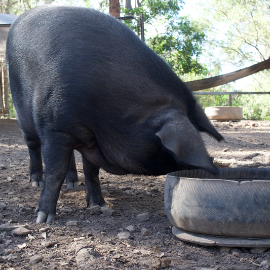 Sponsor Oslo the Pig