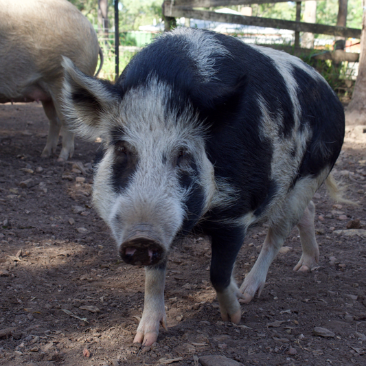 Sponsor Lester the Pig