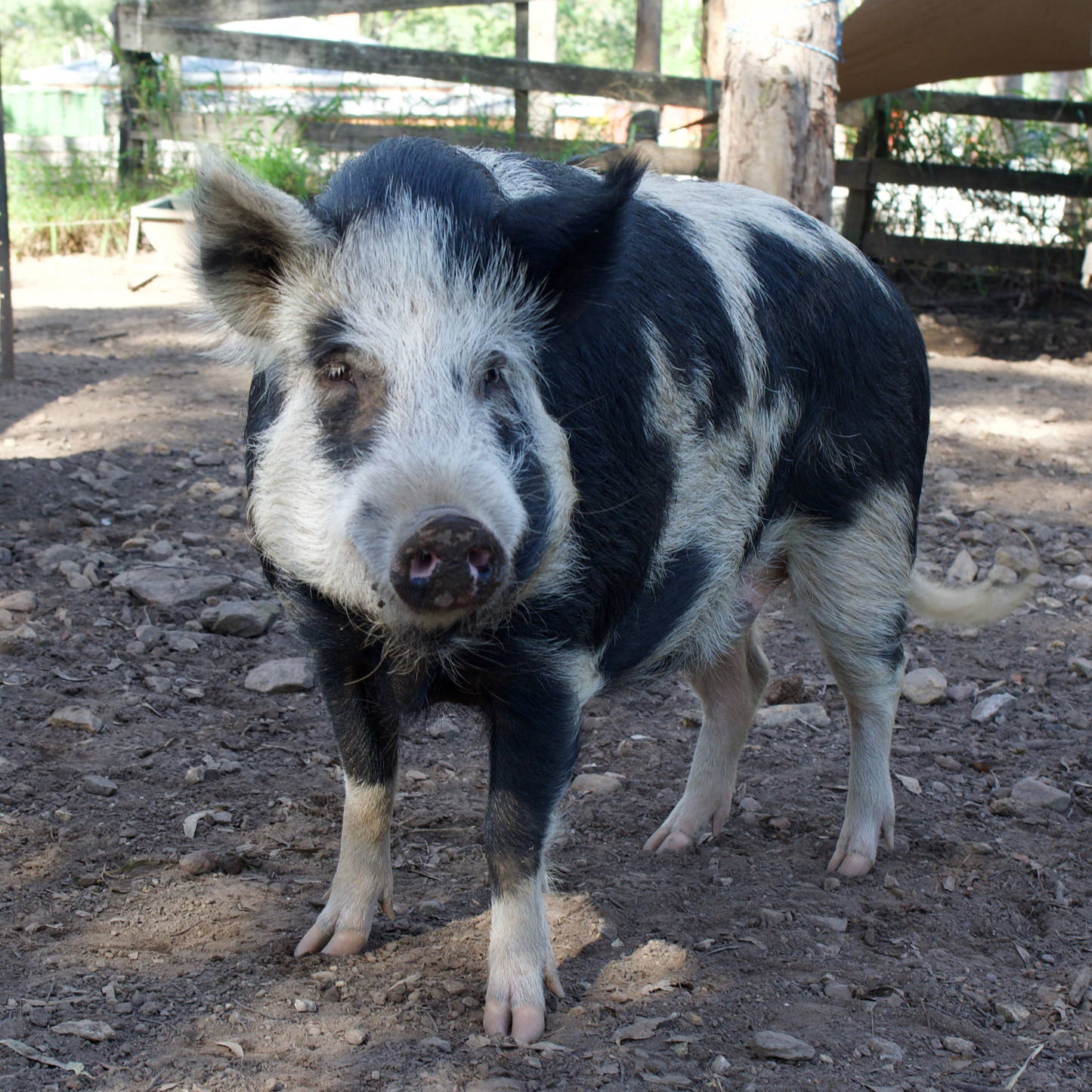 Sponsor Lester the Pig