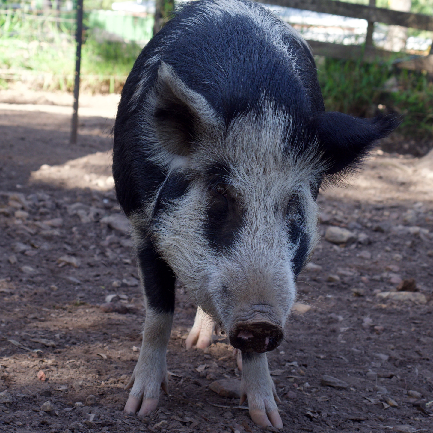 Sponsor Lester the Pig