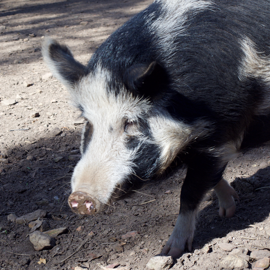 Sponsor Lester the Pig