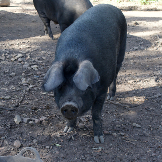 Sponsor Oslo the Pig