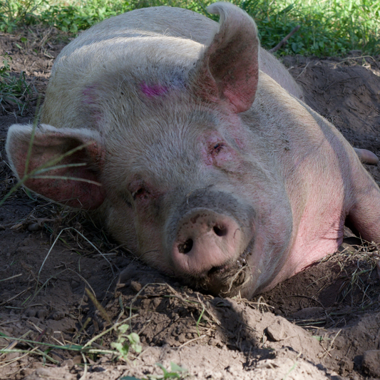 Sponsor Phoebe the Pig