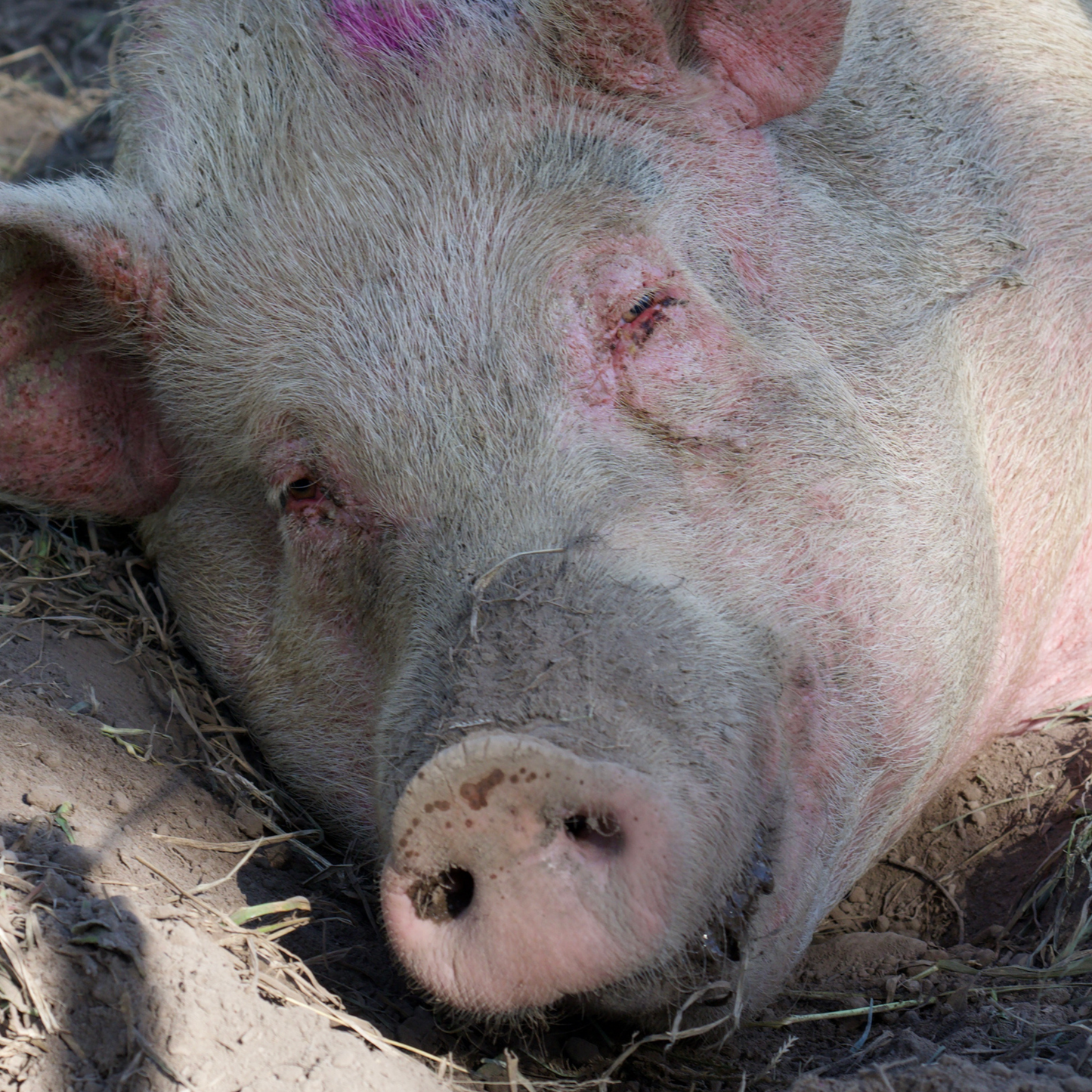 Sponsor Phoebe the Pig