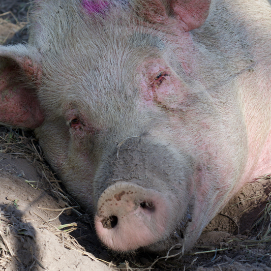 Sponsor Phoebe the Pig