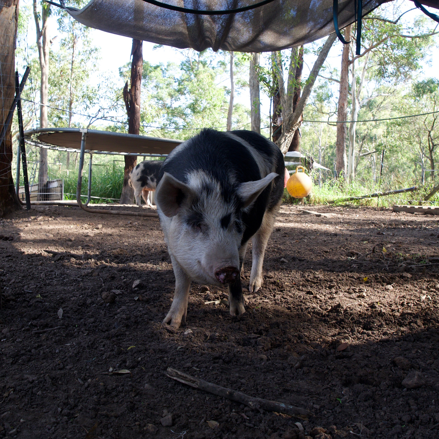 Sponsor Picnic the Pig