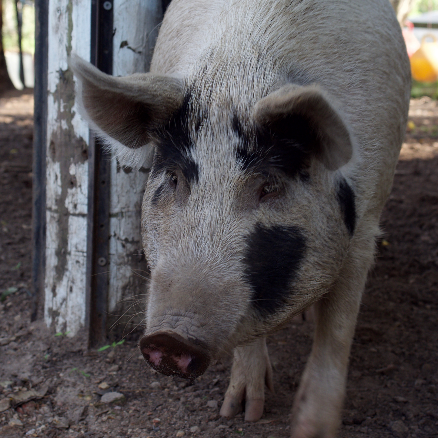 Sponsor Poppy the Pig