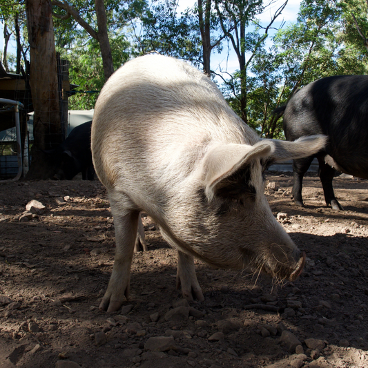 Sponsor Poppy the Pig