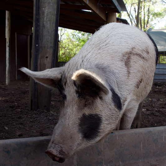 Sponsor Poppy the Pig