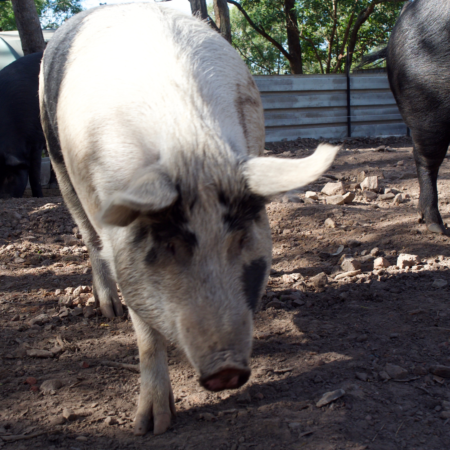 Sponsor Poppy the Pig