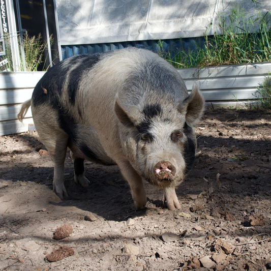 Sponsor Picnic the Pig