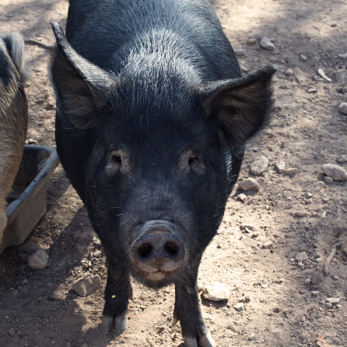 Sponsor Snuffles the Pig