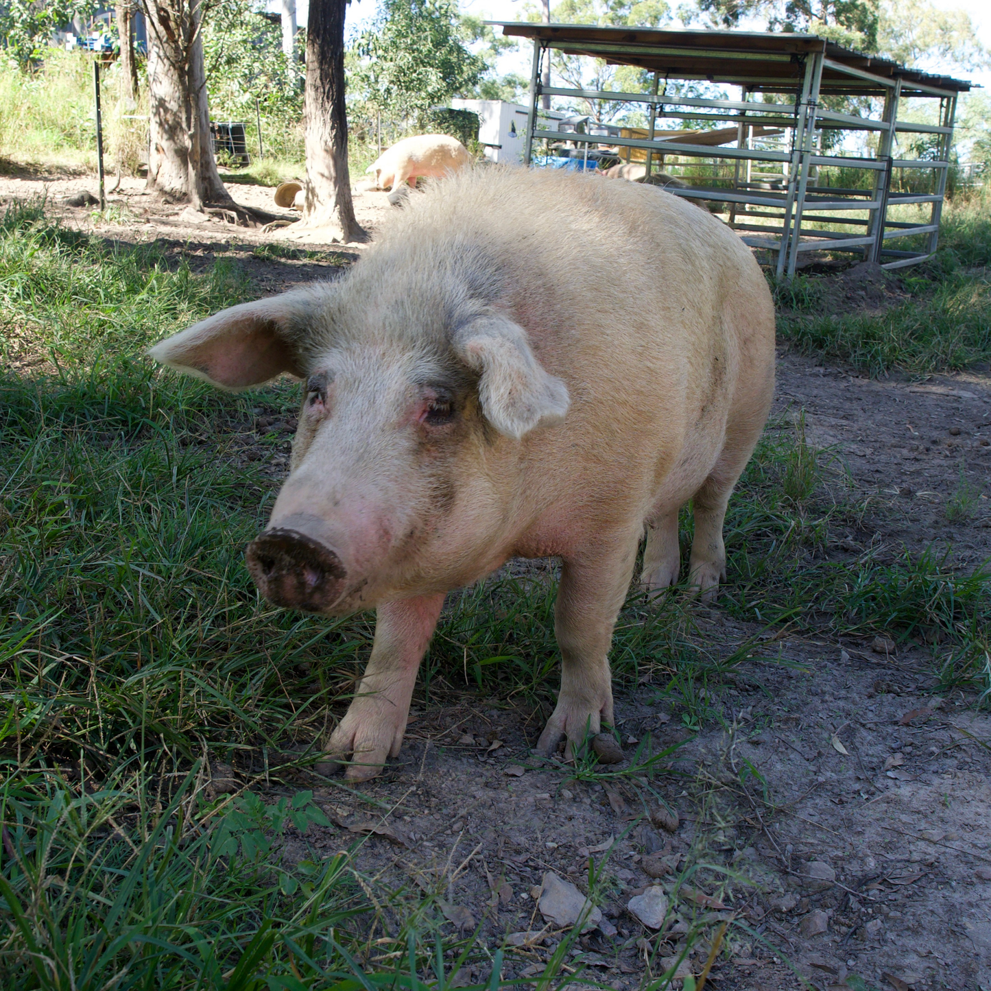 Sponsor Sophie the Pig